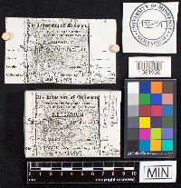 Chlorophyllum agaricoides image