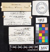 Chlorophyllum agaricoides image