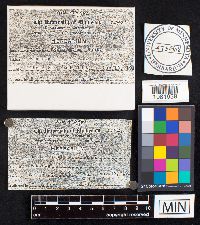 Chlorophyllum agaricoides image