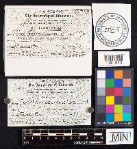 Chlorophyllum agaricoides image