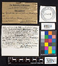 Chlorophyllum agaricoides image