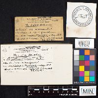 Chlorophyllum agaricoides image