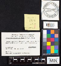 Entoloma abortivum image