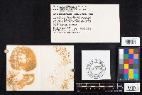 Entoloma abortivum image