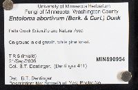 Entoloma abortivum image