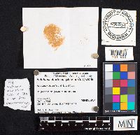Entoloma abortivum image