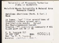 Entoloma abortivum image