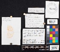 Entoloma abortivum image