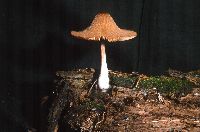Entoloma abortivum image