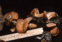 Entoloma abortivum image