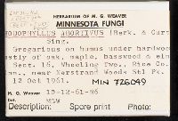 Entoloma abortivum image