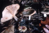 Entoloma abortivum image