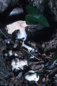 Entoloma abortivum image