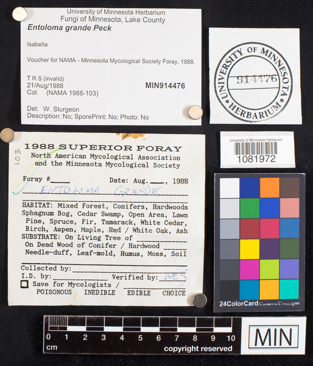 Entoloma grande image