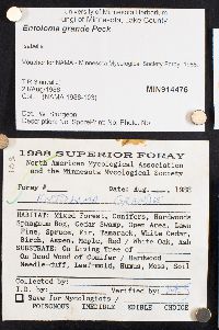 Entoloma grande image