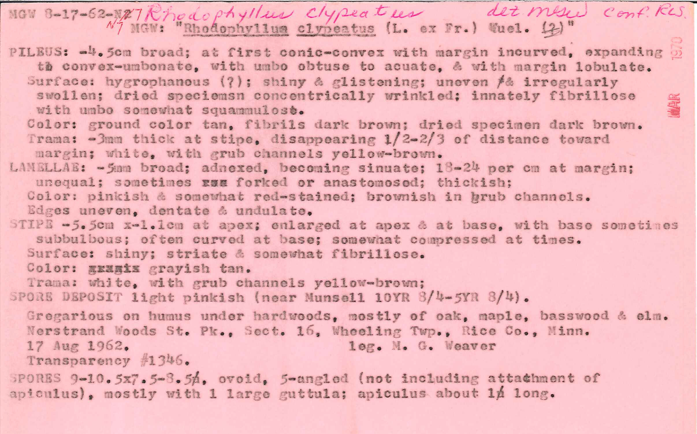 Entoloma clypeatum image