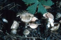 Entoloma clypeatum image