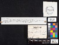 Entoloma clypeatum image