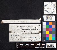 thumbnail image of current specimen