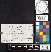 Entoloma rhodopolium image