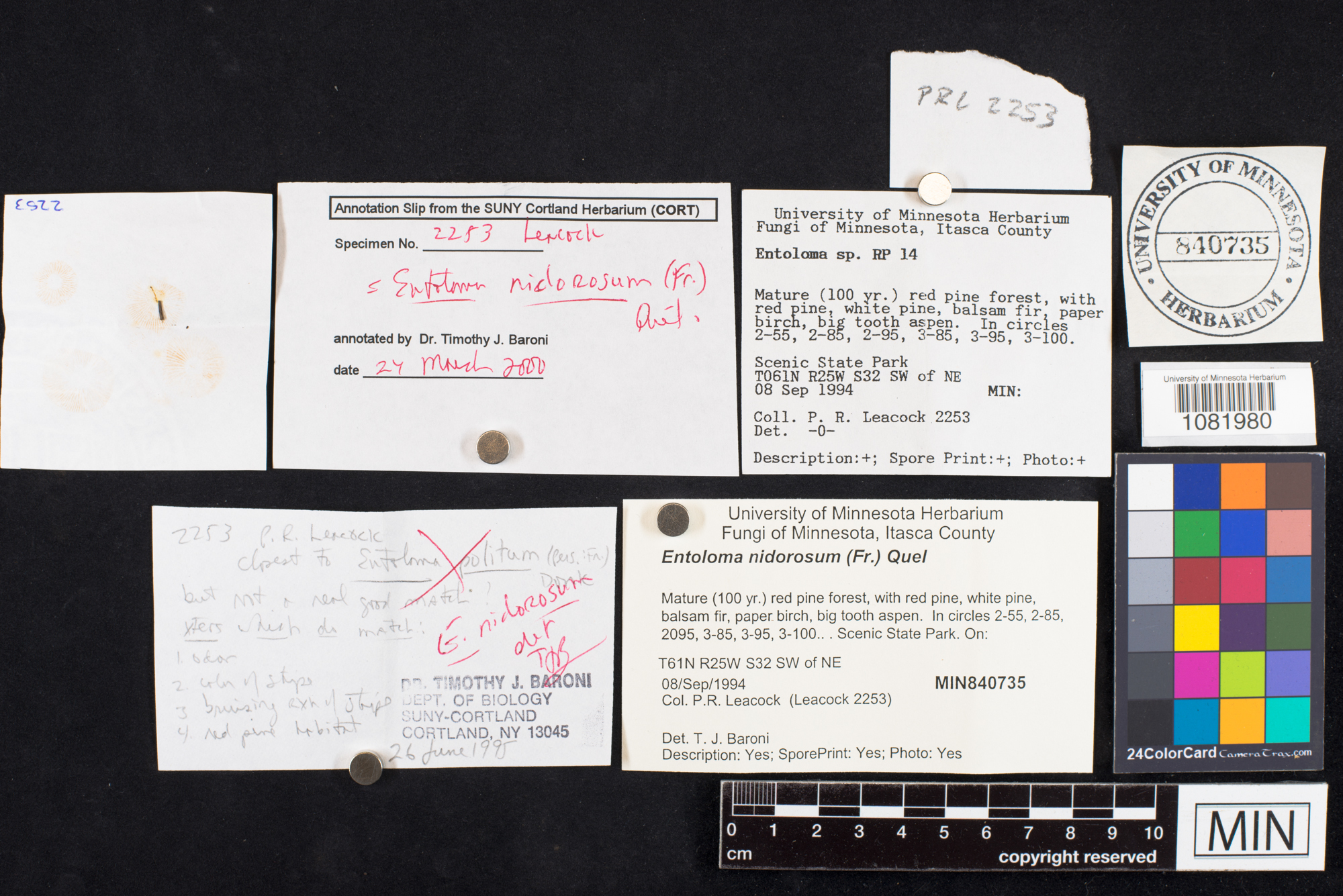 Entoloma nidorosum image