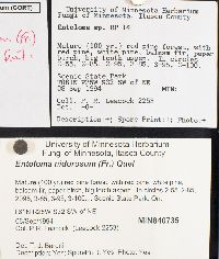 Entoloma nidorosum image