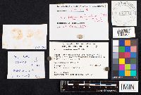 Entoloma nidorosum image