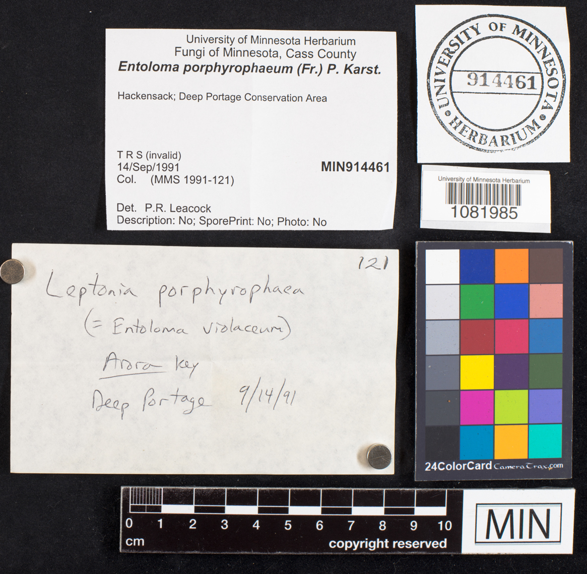 Entoloma porphyrophaeum image