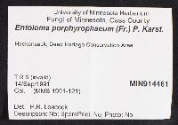 Entoloma porphyrophaeum image