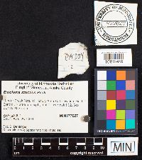 Entoloma strictius image