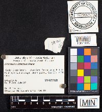 Entoloma strictius image