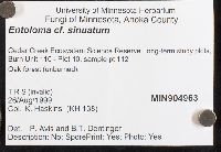 Entoloma sinuatum image