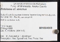 Entoloma strictius image