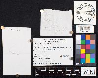 Entoloma strictius image