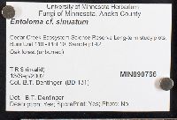 Entoloma sinuatum image