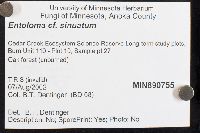 Entoloma sinuatum image