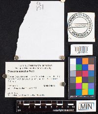 Entoloma strictius image