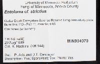 Entoloma strictius image