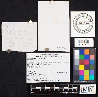 Entoloma strictius image