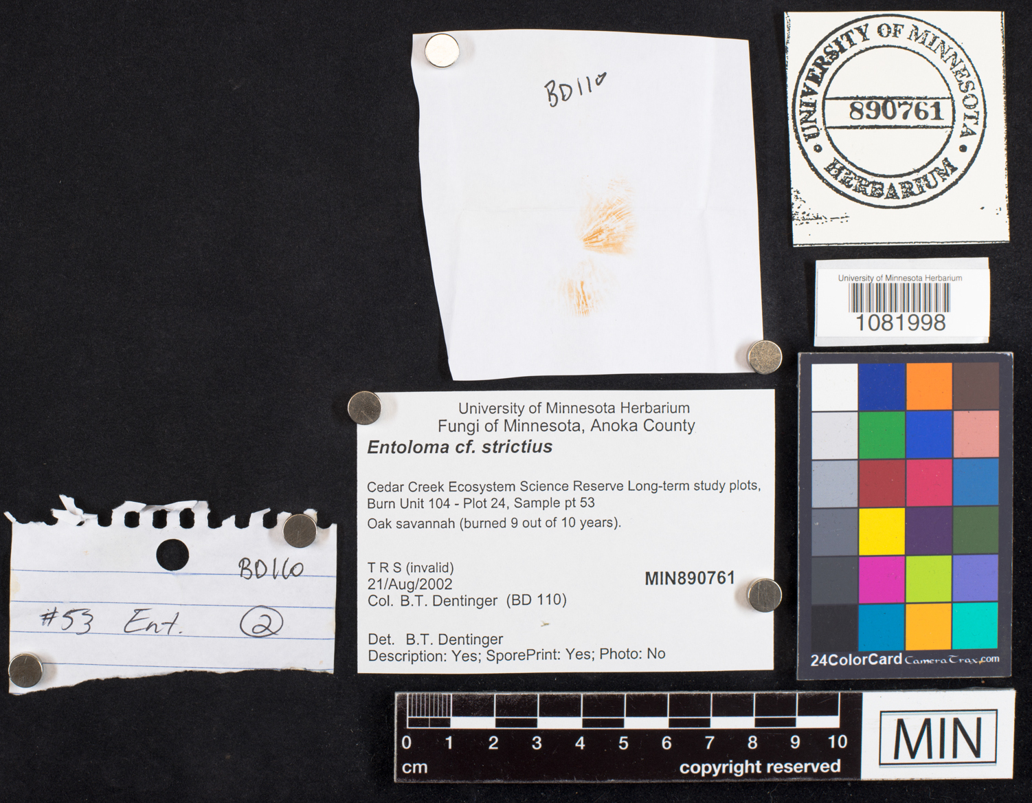 Entoloma strictius image