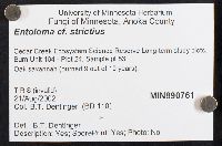 Entoloma strictius image