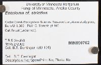 Entoloma strictius image