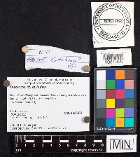 Entoloma strictius image