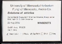 Entoloma strictius image