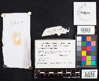 Entoloma strictius image