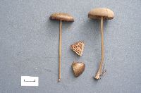 Entoloma strictius image