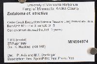 Entoloma strictius image