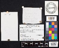 Entoloma strictius image