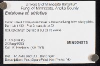 Entoloma strictius image