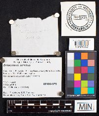 Entoloma strictius image